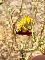 Crossidius suturalis