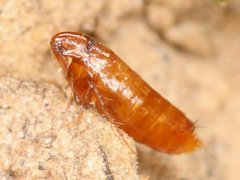 Siphonaptera