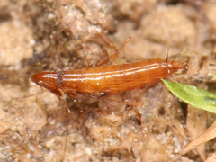 Siphonaptera