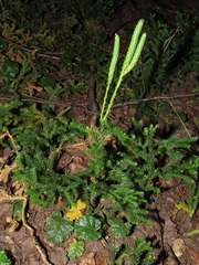 Austrolycopodium magellanicum