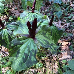 Trillium kurabayashii