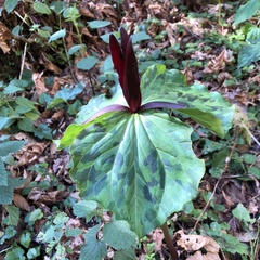Trillium kurabayashii