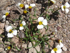 Thymophylla aurantiaca