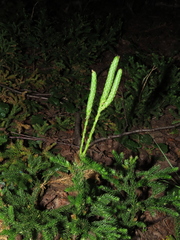 Austrolycopodium magellanicum