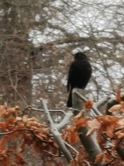 Turdus merula