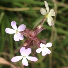 Buchnera pusilla