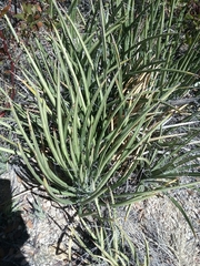 Agave schottii schottii