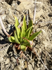 Dudleya cymosa