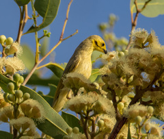 Ptilotula flavescens
