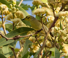 Ptilotula flavescens
