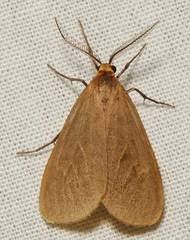 Pagara simplex
