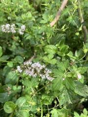 Mentha australis