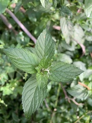 Mentha australis