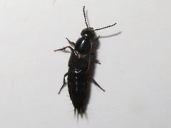 Philonthus splendens