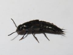 Philonthus splendens