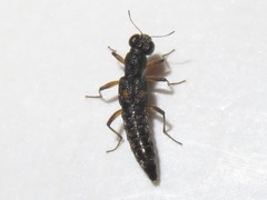 Stenus bimaculatus