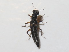 Stenus bimaculatus