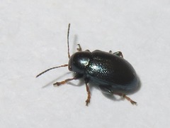 Chaetocnema mannerheimii