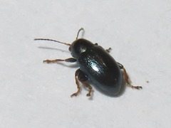 Chaetocnema mannerheimii