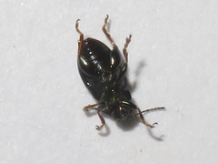 Chaetocnema mannerheimii