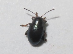 Chaetocnema mannerheimii