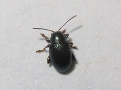 Chaetocnema mannerheimii