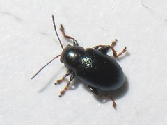 Chaetocnema mannerheimii