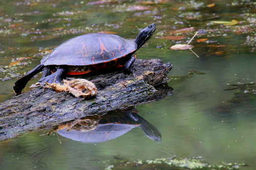 Northern Red-bellied Cooter