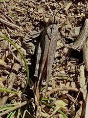 Lactista gibbosus