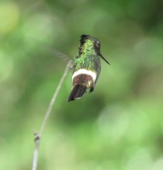 Butterfly Coquette photo 2