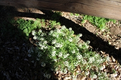 Lobularia maritima