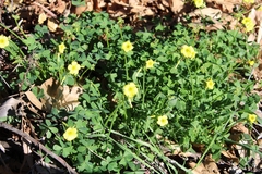 Oxalis pes-caprae