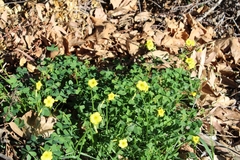 Oxalis pes-caprae
