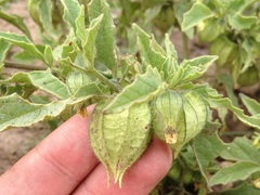 Physalis patula