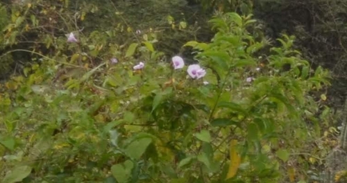 Ipomoea carnea