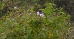 Ipomoea carnea