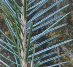 Picea spinulosa