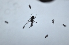 Culicoides impunctatus