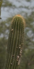 Browningia microsperma