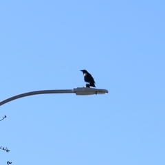 Corvus brachyrhynchos