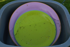 Culicoides impunctatus