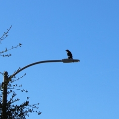 Corvus brachyrhynchos