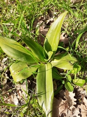 Himantoglossum hircinum