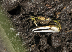 Minuca longisignalis