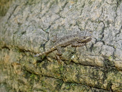 Sceloporus grammicus microlepidotus