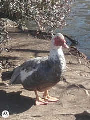 Cairina moschata domestica