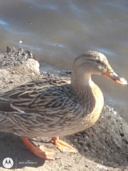 Anas platyrhynchos