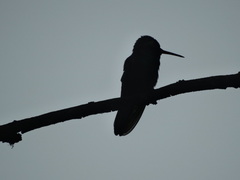 Saucerottia beryllina