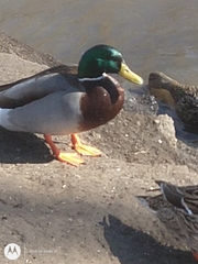 Anas platyrhynchos