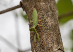 Sphodropoda viridis